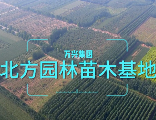 红蓝官网苗木